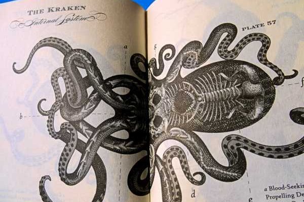 Kraken 24at